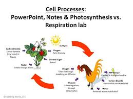 Life Science Tools For School Life Science Photosynthesis Science Tools