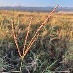 Image result for Ischaemum afrum