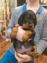 It is rare for a gordon setter to be wrong about a scent. Gordon Setter For Sale In The City Of St Petersburg Russian Federation Price 414 Announcement 5756