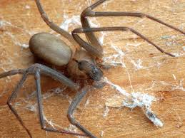 The most distinguishing mark on a brown recluse spider is the presence of a dark brown or black violin or fiddle on its back with the violin's neck pointing toward the rear of its. A Man Shared Photos Of Skin Healing After A Brown Recluse Spider Bite