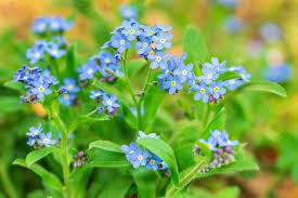 These plants are native to eurasia. Forget Me Not Flowers Types How To Grow And Care For Beginners Florgeous