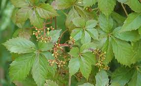 How to identify flowers by leaves. Apps To Help You Identify Unknown Plants And Flowers Simplemost