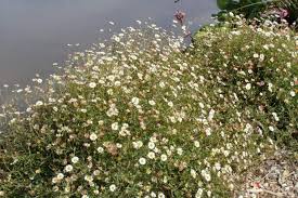 Image result for Erigeron karvinskianus
