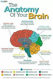 Psych Support Brain Facts Learning Science Brain Science
