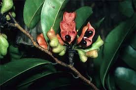 Image result for Xylopia lukei