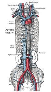There is a printable worksheet available for download here so you can take the quiz with pen and paper. Circulatory Routes Boundless Anatomy And Physiology