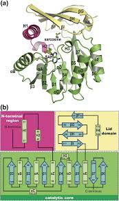 Structural Analysis of Glycine Sarcosine N-methyltransferase from  Methanohalophilus portucalensis Reveals Mechanistic Insights into the  Regulation of Methyltransferase Activity | Scientific Reports