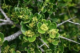 Image result for Mystroxylon