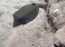Black And White Spotted Saltwater Fish Polka Dot Puffer Fish Saltwater Aquarium Fish Marine Fish Fish