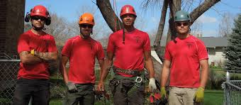 Read real reviews and see ratings for denver tree removal services for free! Highland Park Colorado Tree Service Removal And Trimming Tree Service Denver Co