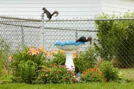 Jul 14, 2021 · you may be able to entice your small thieves to another area of the yard by providing them with a better option. How To Keep Squirrels Out Of The Garden Lovetoknow