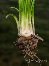 Image result for Isoetes welwitschii