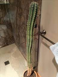 We have been growing and selling cactus wholesale for over 50 years. 20 Year Old Cactus