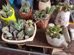 Una manera de evitarlo es la de, antes de trasplantarlo, mezclar la turba con perlita o arena de río, a partes iguales. Villaviciosa Noticias De Total Actualidad Fotos Jose Antonio Rodriguez Muestra Mas De