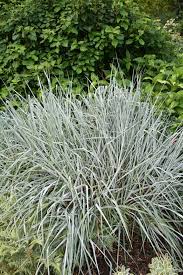 Image result for Panicum eickii