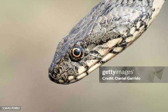 341 Snake Eyes Animal Stock Photos, High-Res Pictures, and Images - Getty  Images