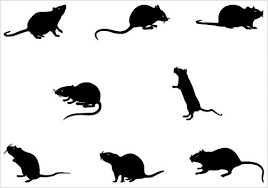 Rat Silhouette Vector Graphics Pack Rat Silhouette Silhouette Vector Animal Silhouette