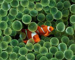 Clownfish In Bubble Anemone 1280x1024 Clown Fish Sea Anemone Fish Wallpaper