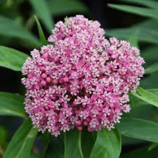 Image result for Asclepias