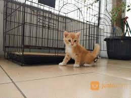 Karakterisik utama kucing ras ini adalah kaki pendeknya kucing ras ini dijual dengan harga yang cukup murah di indonesia, penjualannya dengan umur dan kondisi. Kitten Munchkin Non Standar Orange Full Depok Jualo