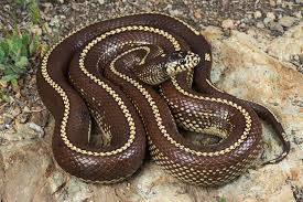 Black And Orange Striped Snake Florida California Kingsnake Striped Morph Snake Beautiful Snakes Reptiles