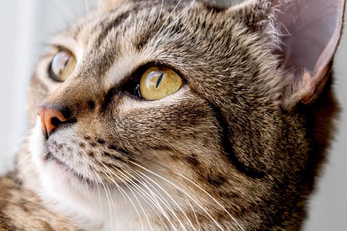 Cats' Unique Eyes: Insights Into Feline Vision