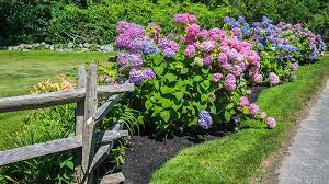 For an extra boost, you can water your newly planted hydrangea with a solution of root stimulator, which stimulates early root formation and stronger root development. Hydrangea Care How To Plant Grow Care For Hydrangeas