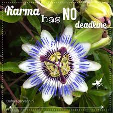 Dafneederveenphotography Myweek Flowers Quotes Quote Karma Has No Deadline Flower Flowerporn Floweroftheday Summer Love Passiflora Bloom Flowers