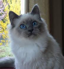 Du Sacre Roi Eleveur De Sacre De Birmanie Situe A Montmerle Sur Saone Dans Le Departement 01 Ain En France Eleveurs Online Com Gatos Pisis Siames