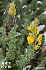 Image result for Adenocarpus