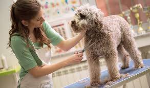 The golden brown coat will not be. Do Labradoodles Need Grooming And Which Supplies Are Best