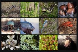 Get a list of all the wild animals found in india that are endangered and endemic at vedantu.com. Map Of Biodiversity Importance Natureserve