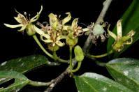 Image result for Leptonychia