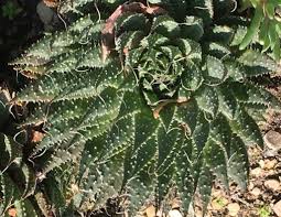 Image result for Pearsonia aristata