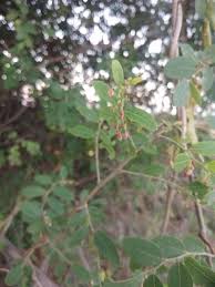 Image result for Phyllanthus pentandrus
