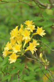 C'est un arbuste indispensable au jardin pour l'embellir l'hiver. Fleur Jaune 12 Plantes A Fleurs Jaunes Pour Toute L Annee Detente Jardin