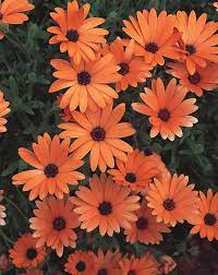 They are perennials and the hardiest of all the osteospermum. African Daisy How To Grow Osteospermum Plants Garden Design