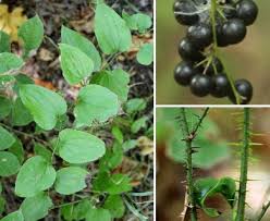 Image result for Smilax  tamnoides