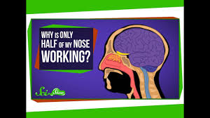 The pressure within the middle ear should. Why Is Only Half Of My Nose Working Youtube
