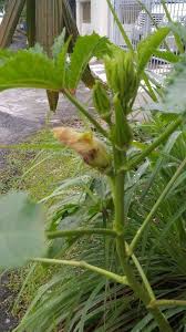 Okra (abelmoschus esculentus l) is also known as bhindi or lady's finger belonging to family malvaceae.okra plant is easy to grow and use and looks lovely throughout the growing season due to its beautiful flowers. Lady Finger From Flowering To Fruiting Steemit