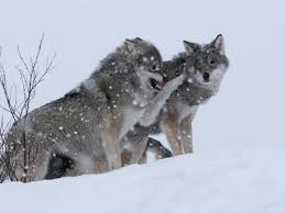 Provided to youtube by universal music groupwolves · kanye westthe life of pablo℗ 2016 getting out our dreams, iireleased on: Harmless Or Vicious Hunter The Uneasy Return Of Europe S Wolves Wildlife The Guardian