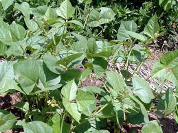 Image result for Vigna radicans