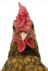 7 females to 1 male: Close Up Of Golden Sebright Rooster 758452 Stock Photo At Vecteezy