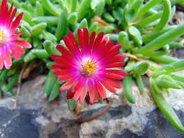 Image result for Delosperma tradescantioides