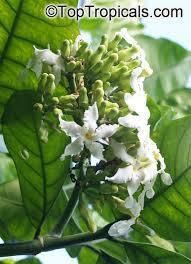 Image result for Tabernaemontana inconspicua