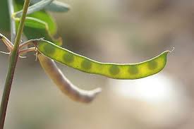 Image result for Tephrosia dasyphylla