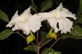 Image result for Dolichandrone alba