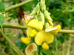 Image result for Crotalaria juncea