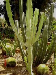 Image result for Euphorbia zambesiana