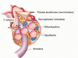 Human Muscle Cell Diagram Koibana Info What Causes Muscle Soreness Delayed Onset Muscle Soreness Sore Muscles